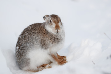 Mountain hare  in the snow. © jamie