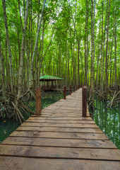 Obraz premium wooden bridge in a mangrove forest at Tung Prong Thong, Rayong, Thailand