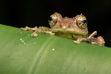 Macro Image of Mossy Tree Frog: Rhacophorus everetti. Sabah, Borneo. Taken at night , Adorable cute...