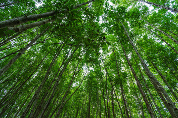 mangrove forests with green leaves in Tung Prong Thong, Rayong, Thailand
