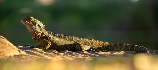 Water Dragon outside during the day in the late afternoon.