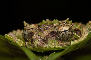 Macro Image of Mossy Tree Frog: Rhacophorus everetti. Sabah, Borneo. Taken at night , Adorable cute mossy tree frog of Borneo 