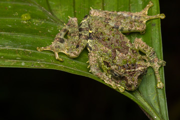 Macro Image of Mossy Tree Frog: Rhacophorus everetti. Sabah, Borneo. Taken at night , Adorable cute mossy tree frog of Borneo 