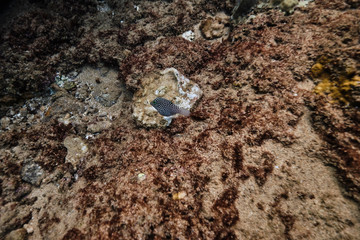 Baby spotted puffer fish swimming
