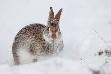 Mountain hare  in the snow. © jamie