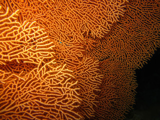 Underwater world in deep water in coral reef and plants flowers flora in blue world marine wildlife, travel nature beauty exploration in diving trip,adventures recreation dive. Fish, corals, creatures