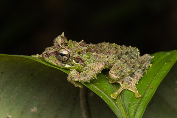 Macro Image of Mossy Tree Frog: Rhacophorus everetti. Sabah, Borneo. Taken at night , Adorable cute mossy tree frog of Borneo 