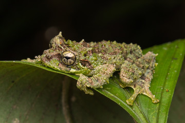 Macro Image of Mossy Tree Frog: Rhacophorus everetti. Sabah, Borneo. Taken at night , Adorable cute mossy tree frog of Borneo 