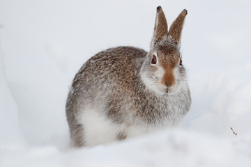 Mountain hare  in the snow.