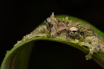 Macro Image of Mossy Tree Frog: Rhacophorus everetti. Sabah, Borneo. Taken at night , Adorable cute mossy tree frog of Borneo 