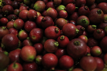 Guayabafresa de temporada