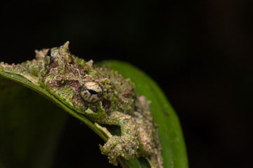 Macro Image of Mossy Tree Frog: Rhacophorus everetti. Sabah, Borneo. Taken at night , Adorable cute mossy tree frog of Borneo 