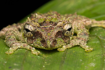 Macro Image of Mossy Tree Frog: Rhacophorus everetti. Sabah, Borneo. Taken at night , Adorable cute mossy tree frog of Borneo 