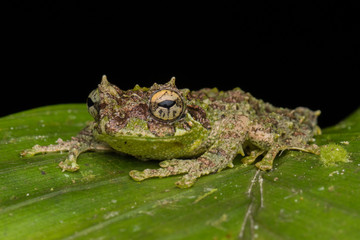 Macro Image of Mossy Tree Frog: Rhacophorus everetti. Sabah, Borneo. Taken at night , Adorable cute mossy tree frog of Borneo 