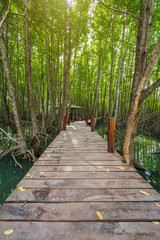 Fototapeta na wymiar wooden bridge in a mangrove forest at Tung Prong Thong, Rayong, Thailand