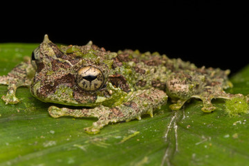 Macro Image of Mossy Tree Frog: Rhacophorus everetti. Sabah, Borneo. Taken at night , Adorable cute mossy tree frog of Borneo 