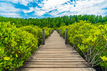 Fototapeta na wymiar Wooden bridge at Mangroves in Tung Prong Thong or Golden Mangrove Field, Rayong, Thailand