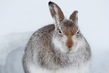 Mountain hare  in the snow.