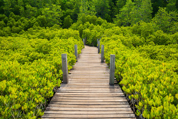 Wooden bridge at Mangroves in Tung Prong Thong or Golden Mangrove Field, Rayong, Thailand