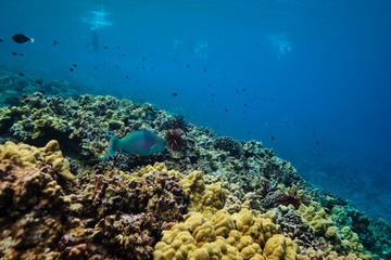 Molokini Crater Hawaii Coral Reef and fish