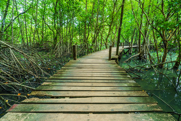 Fototapeta na wymiar wooden bridge in a mangrove forest at Tung Prong Thong, Rayong, Thailand