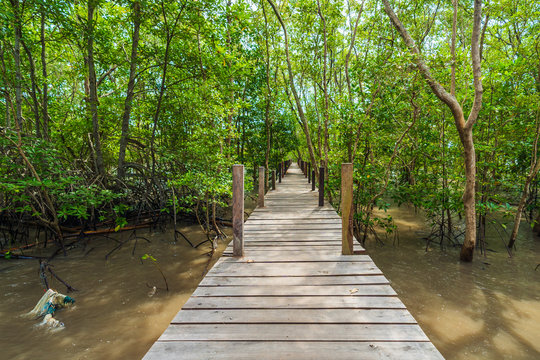wooden bridge in a mangrove forest at Tung Prong Thong, Rayong, Thailand