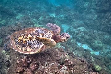Fototapeta na wymiar Green sea turtle underwater at Turtle Town in Hawaii