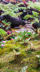 Naklejka na ściany i meble Stone and green moss decoration in japanese garden./ Stone steps and green moss decoration in japanese garden..