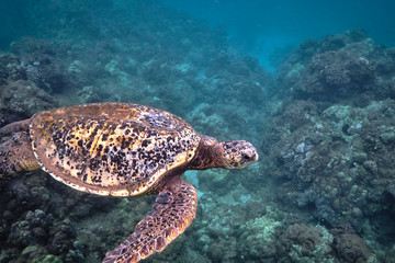 Fototapeta na wymiar Green sea turtle underwater at Turtle Town in Hawaii