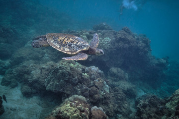 Green sea turtle underwater at Turtle Town in Hawaii