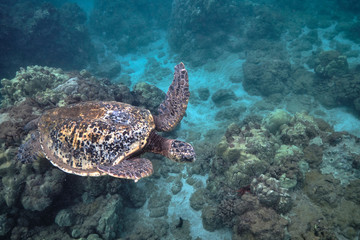 Obraz na płótnie Canvas Green sea turtle underwater at Turtle Town in Hawaii