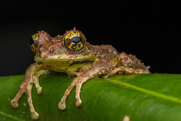 Macro Image of Mossy Tree Frog: Rhacophorus everetti. Sabah, Borneo. Taken at night , Adorable cute mossy tree frog of Borneo 