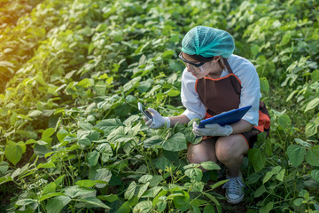 Beautiful woman, plant disease researcher in vegetable crops 
