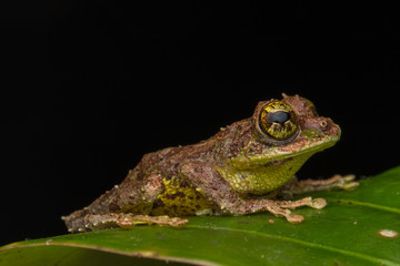 Macro Image of Mossy Tree Frog: Rhacophorus everetti. Sabah, Borneo. Taken at night , Adorable cute mossy tree frog of Borneo 