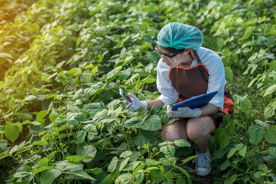 Beautiful woman, plant disease researcher in vegetable crops 
