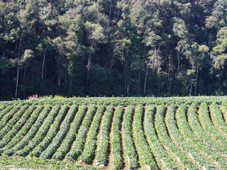 Fototapeta premium Row of strawberry plantation on the green hill
