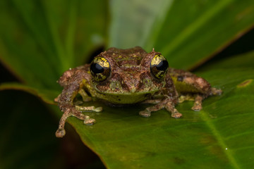 Macro Image of Mossy Tree Frog: Rhacophorus everetti. Sabah, Borneo. Taken at night , Adorable cute...