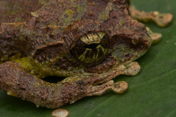 Macro Image of Mossy Tree Frog: Rhacophorus everetti. Sabah, Borneo. Taken at night , Adorable cute mossy tree frog of Borneo 