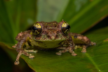 Macro Image of Mossy Tree Frog: Rhacophorus everetti. Sabah, Borneo. Taken at night , Adorable cute mossy tree frog of Borneo 