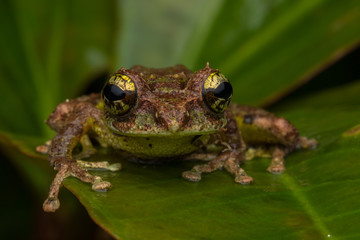 Fototapeta premium Macro Image of Mossy Tree Frog: Rhacophorus everetti. Sabah, Borneo. Taken at night , Adorable cute mossy tree frog of Borneo 
