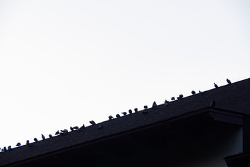 silhouette bird on the eaves. background for natural theme