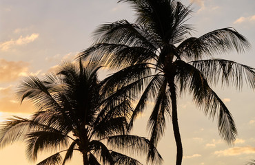 Hawaiian Sunset with palm trees on the beach
