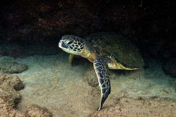 Obraz premium Green sea turtle underwater at Turtle Town in Hawaii