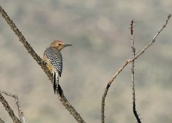 A gila woodpecker readies for flight in Saguaro National Park, Arizona