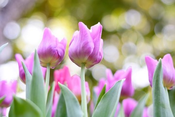 Obraz premium Colorful purple tulips and green leafs with light of sunshine at 75 Anniversary Flag and Lamp Park Chiang Rai.