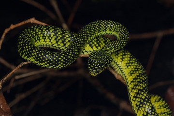 Venomous pitviper (Trimeresurus sumatranus malcolmi) , Nature close-up image of Venomous Pitviper