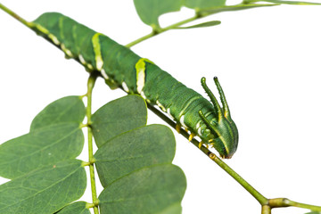 Common Nawab (Polyura athamas) caterpillar