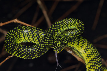 Venomous pitviper (Trimeresurus sumatranus malcolmi) , Nature close-up image of Venomous Pitviper