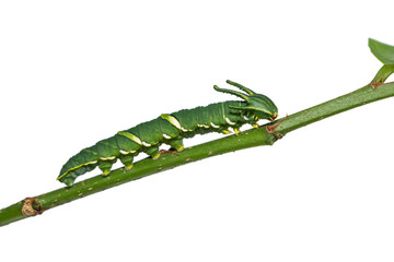 Obraz premium Common Nawab (Polyura athamas) caterpillar