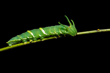 Common Nawab (Polyura athamas) caterpillar